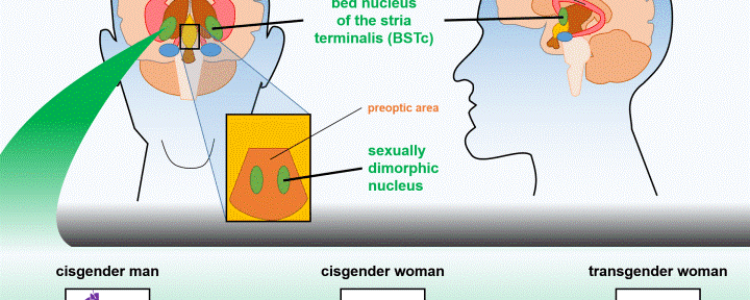 Transgender physiology